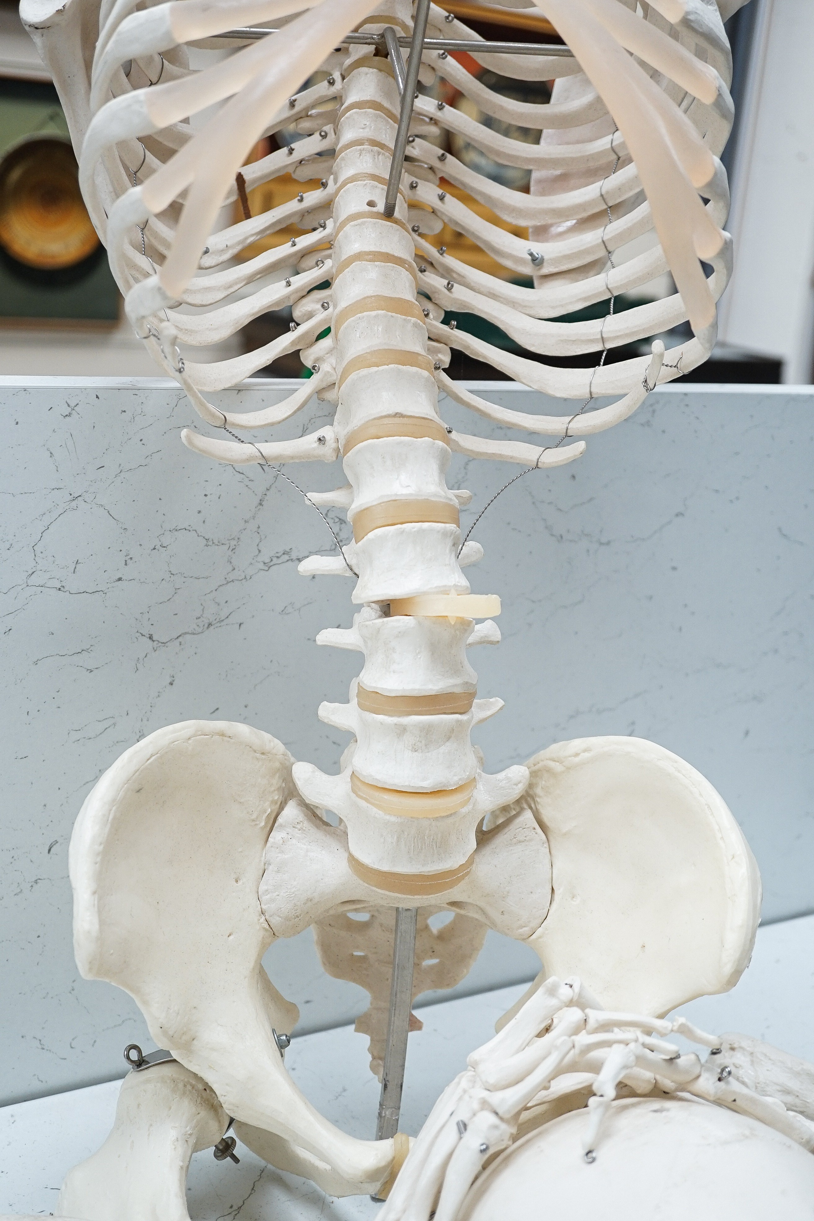 A faux human skeleton, 160 cms high not including skull.